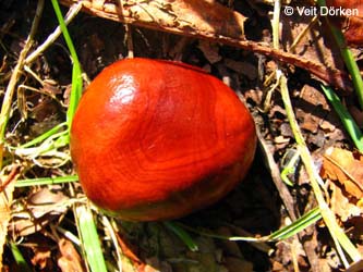 Aesculus_hippocastanum_Burgholz2008_VD03.jpg
