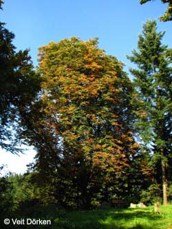 Aesculus_hippocastanum_Burgholz2008_VD04.jpg