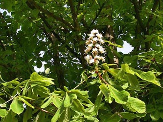 Aesculus_hippocastanum_ho05.jpg