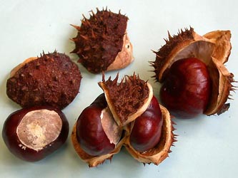 Aesculus_hippocastanum_ho07.jpg