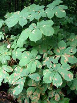 Aesculus_hippocastanum_weitmarerholz180708_ja03.jpg