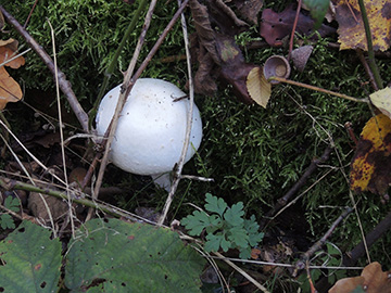 Agaricus_silvicola_BO_BergerTal_141018_ja01.jpg