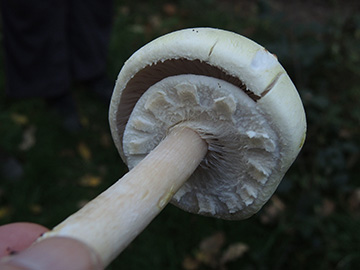 Agaricus_silvicola_BO_BergerTal_141018_ja03.jpg