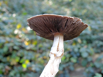 Agaricus_silvicola_BO_BergerTal_141018_ja16.jpg