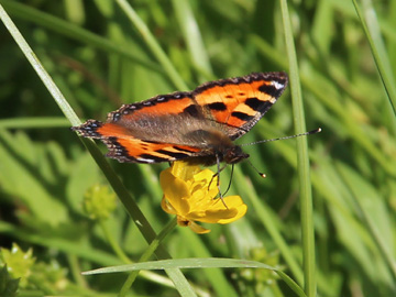 Aglais_urticae_Remscheid_Feldbachtal_101017_CB01.jpg