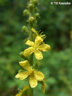 Agrimonia_eupatoria_GeoTag_240711_TK23.jpg