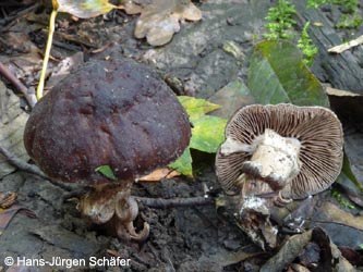 Agrocybe_erebia_Lederbrauner_Ackerling_BoevinghauserBachtal141012_HJSchaefer.jpg