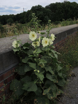 Alcea_rosea_KMerkenichRhein_ja01.jpg