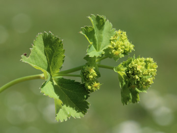 Alchemilla_glabra_Remscheid_Feldbachtal_101017_CB02.jpg