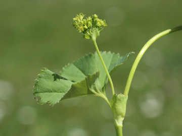 Alchemilla_glabra_Remscheid_Feldbachtal_101017_CB03.jpg