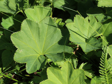 Alchemilla_glabra_Remscheid_Feldbachtal_101017_CB07.jpg