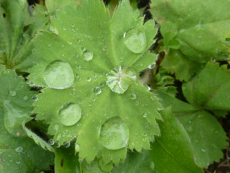 Alchemilla_mollis_HATHenrichshuette130915_ho03.jpg