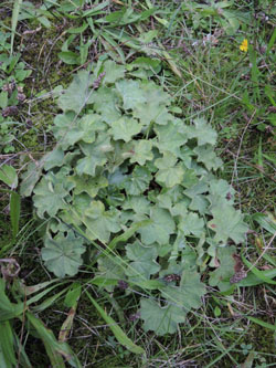 Alchemilla_mollis_HATHenrichshuette130915_ja01.jpg