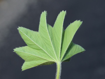 Alchemilla_xanthochlora_Remscheid_Feldbachtal_101017_CB11.jpg