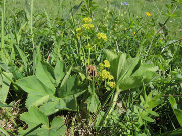 Alchemilla_xanthochlora_Remscheid_Feldbachtal_101017_ja01.jpg