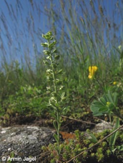 Alyssum_alyssoides_BottendorferHuegel_Kyffhaeuser030610_ja01.jpg