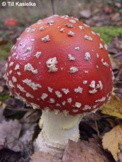 Amanita_muscaria_Fliegenpilz_BoGa_251009_TK01.jpg