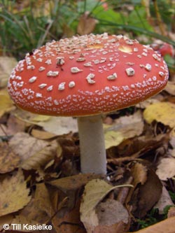 Amanita_muscaria_Fliegenpilz_BoGa_251009_TK02.jpg