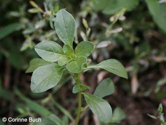 Amaranthus_blitoides_Elbe2008_4_CB02.jpg