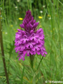 Anacamptis_pyramidalis_SWD2009_TK168.jpg