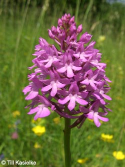 Anacamptis_pyramidalis_SWD2009_TK32.jpg