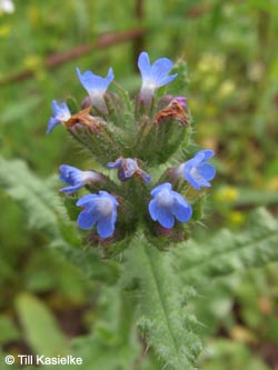 Anchusa_arvensis_Laacher_See_070612_TK26.jpg