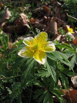 Anemone_lipsiensis_BrilonNSGGrosserScheffelberg260409_ja01.jpg