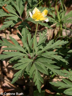 Anemone_lipsiensis_BrilonerHochflaeche260409_CB19.jpg