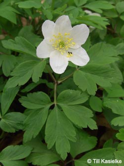 Anemone_nemorosa_Warstein_210412_TK02.jpg