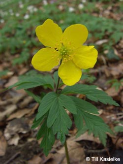 Anemone_ranunculoides_Warstein_210412_TK03.jpg