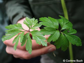 Anemone_ranunculoides_nemorosa_Warstein_210412_CB39.jpg