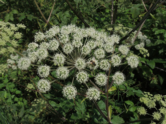 Angelica_sylvestris_ApiaceaeWorkshop2_300716_ja05.jpg