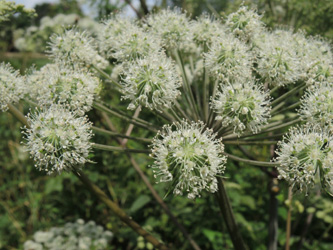 Angelica_sylvestris_ApiaceaeWorkshop2_300716_ja07.jpg