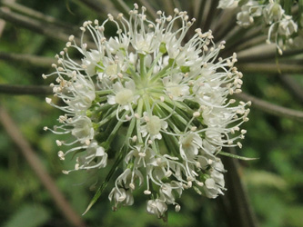 Angelica_sylvestris_ApiaceaeWorkshop2_300716_ja08.jpg