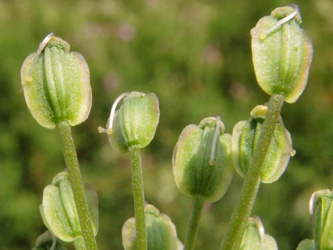 Angelica_sylvestris_ApiaceaeWorkshop2_300716_ja15.jpg