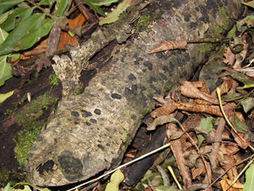 Annulohypoxylon_multiforme_BOMailand_161016_Pilze_CB01.jpg