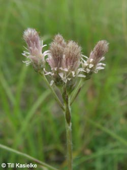 Antennaria_dioica_Hoenselberg_100612_TK65.jpg