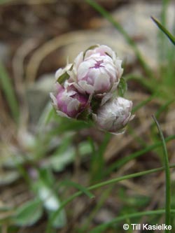 Antennaria_dioica_SWD2009_TK83.jpg