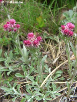 Antennaria_dioica_SWD2009_TK84.jpg