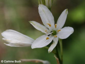 Anthericum_liliago_Eifel2012_Hatzenport090612_CB01.jpg