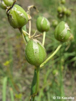 Anthericum_liliago_Hatzenport_100612_TK11.jpg