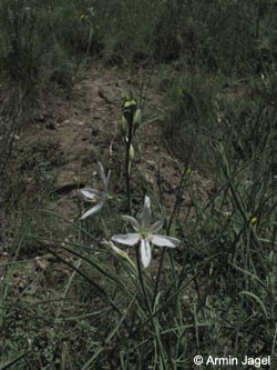 Anthericum_liliago_SWHaenge_Kyffhaeuser040610_ja01.jpg