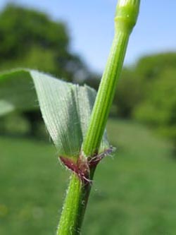 Anthoxanthum_odoratum_BrilonGrosserSchwffelberg260409_ja01.jpg