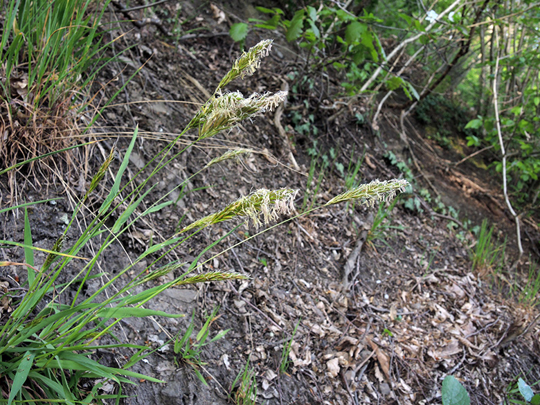 Anthoxanthum_odoratum_DO-Syburg_Hengsteysee_160420_ja03.jpg