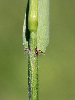 Anthoxanthum_odoratum_Essen_20160509_CB01.jpg