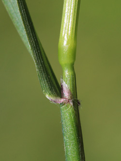 Anthoxanthum_odoratum_Essen_20160509_CB02.jpg