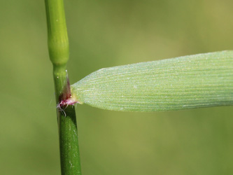 Anthoxanthum_odoratum_Essen_20160509_CB03.jpg