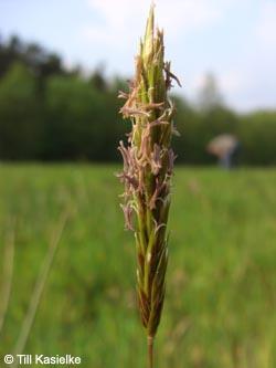 Anthoxanthum_odoratum_HiesfelderWald010509_TK02.jpg