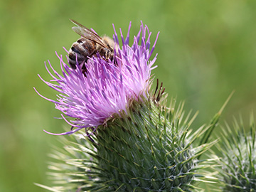 Apis_mellifera_Cirsium_vulgare_BOQuerenburg_BUNDObstwiese_250718_ja04.jpg