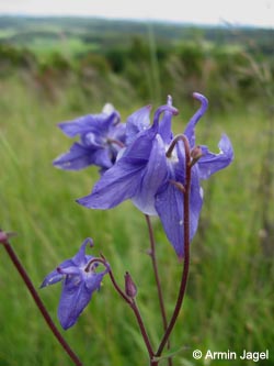 Aquilegia_vulgaris_Eifel2012_Hoenselberg100612_ja01.jpg